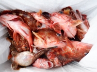 遊漁船 幸友丸 釣果