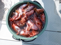 遊漁船 幸友丸 釣果