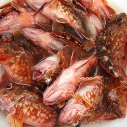 松本釣船２ 釣果