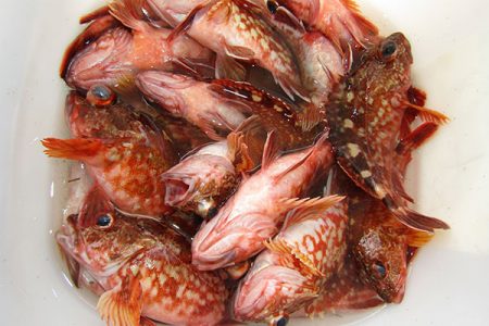 松本釣船２ 釣果