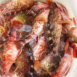 松本釣船２ 釣果