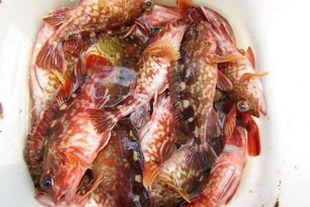 松本釣船２ 釣果