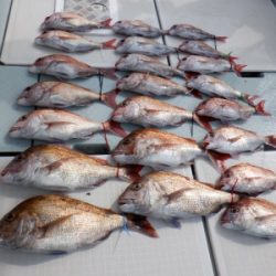 遊漁船 幸友丸 釣果