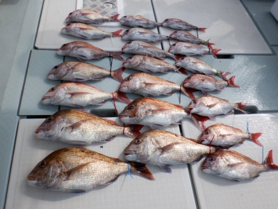 遊漁船 幸友丸 釣果