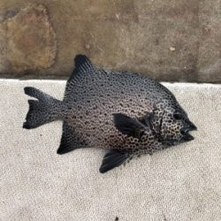 本部釣りイカダ 釣果