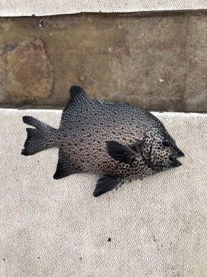 本部釣りイカダ 釣果