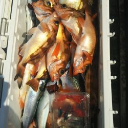 モンロー号 釣果