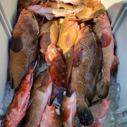 武士(SAMURAI) 釣果