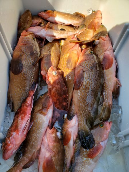 武士(SAMURAI) 釣果