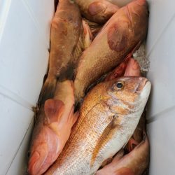 武士(SAMURAI) 釣果