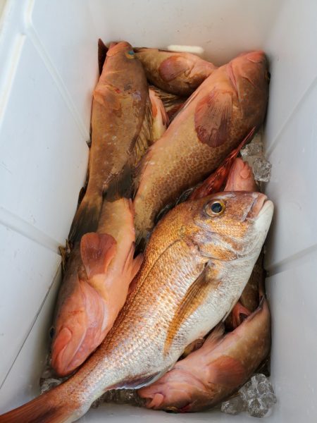 武士(SAMURAI) 釣果