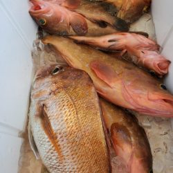 武士(SAMURAI) 釣果