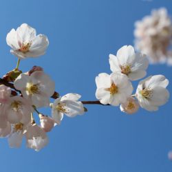 小菅トラウトガーデン 釣果