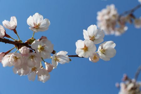 小菅トラウトガーデン 釣果