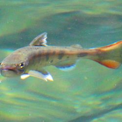 小菅トラウトガーデン 釣果