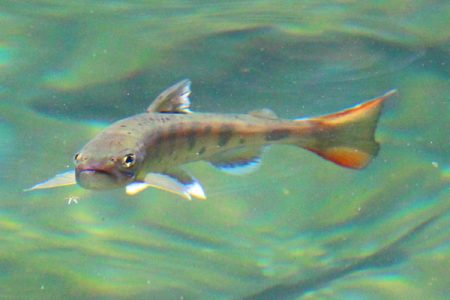 小菅トラウトガーデン 釣果