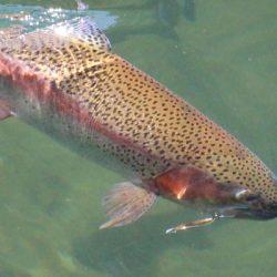 小菅トラウトガーデン 釣果