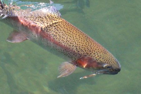 小菅トラウトガーデン 釣果