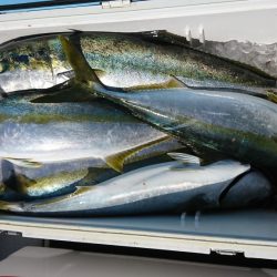 海龍丸(福岡) 釣果