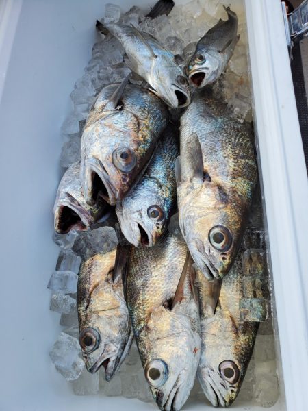 武士(SAMURAI) 釣果