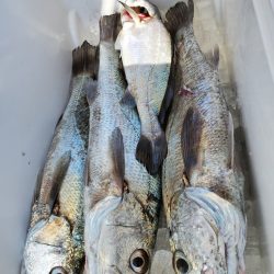 武士(SAMURAI) 釣果