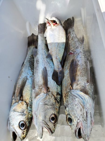 武士(SAMURAI) 釣果