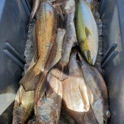 武士(SAMURAI) 釣果