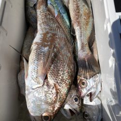 武士(SAMURAI) 釣果