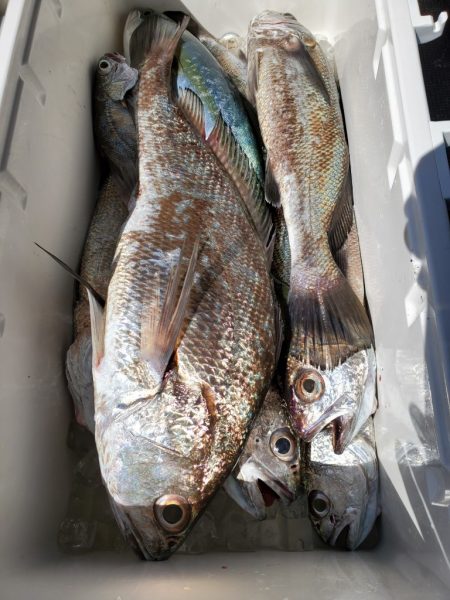 武士(SAMURAI) 釣果