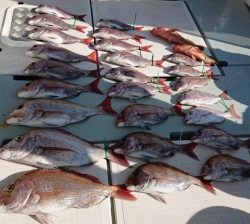 遊漁船 幸友丸 釣果