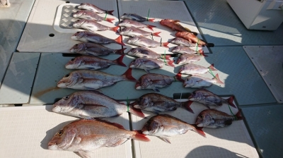 遊漁船 幸友丸 釣果