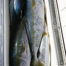 海龍丸(福岡) 釣果