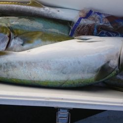 海龍丸(福岡) 釣果