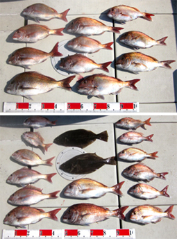 来温丸（らいおんまる） 釣果