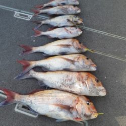 飛燕さくら丸 釣果