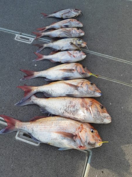 飛燕さくら丸 釣果