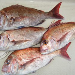 松本釣船２ 釣果