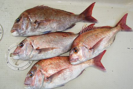 松本釣船２ 釣果