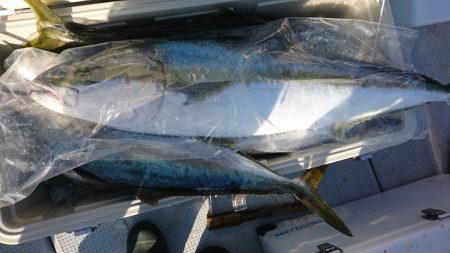 海龍丸(福岡) 釣果