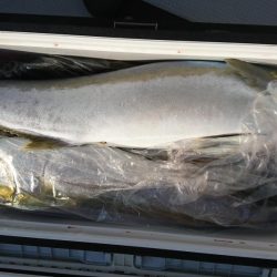 海龍丸(福岡) 釣果