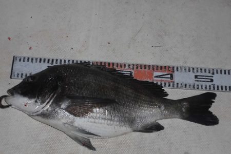 ルアー船マヒマヒ 釣果