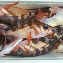 モンロー号 釣果