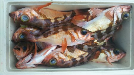 モンロー号 釣果