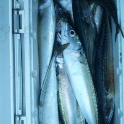 モンロー号 釣果