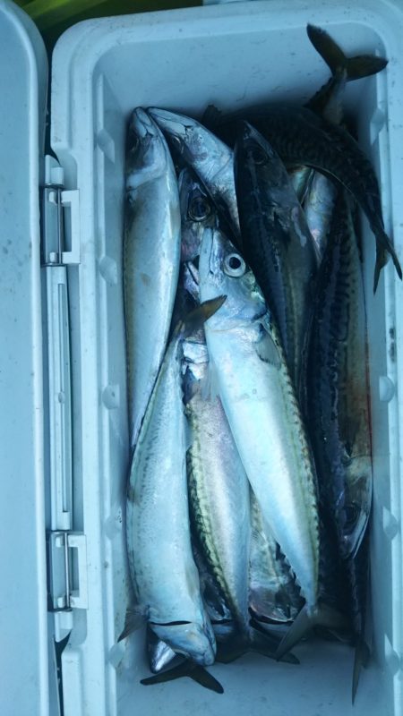 モンロー号 釣果