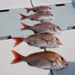 遊漁船 幸友丸 釣果