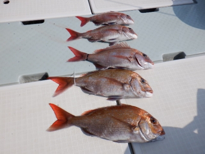 遊漁船 幸友丸 釣果