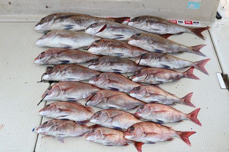 松本釣船２ 釣果