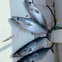 マタウマリンサービス 釣果