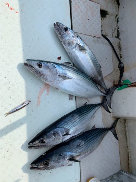 マタウマリンサービス 釣果